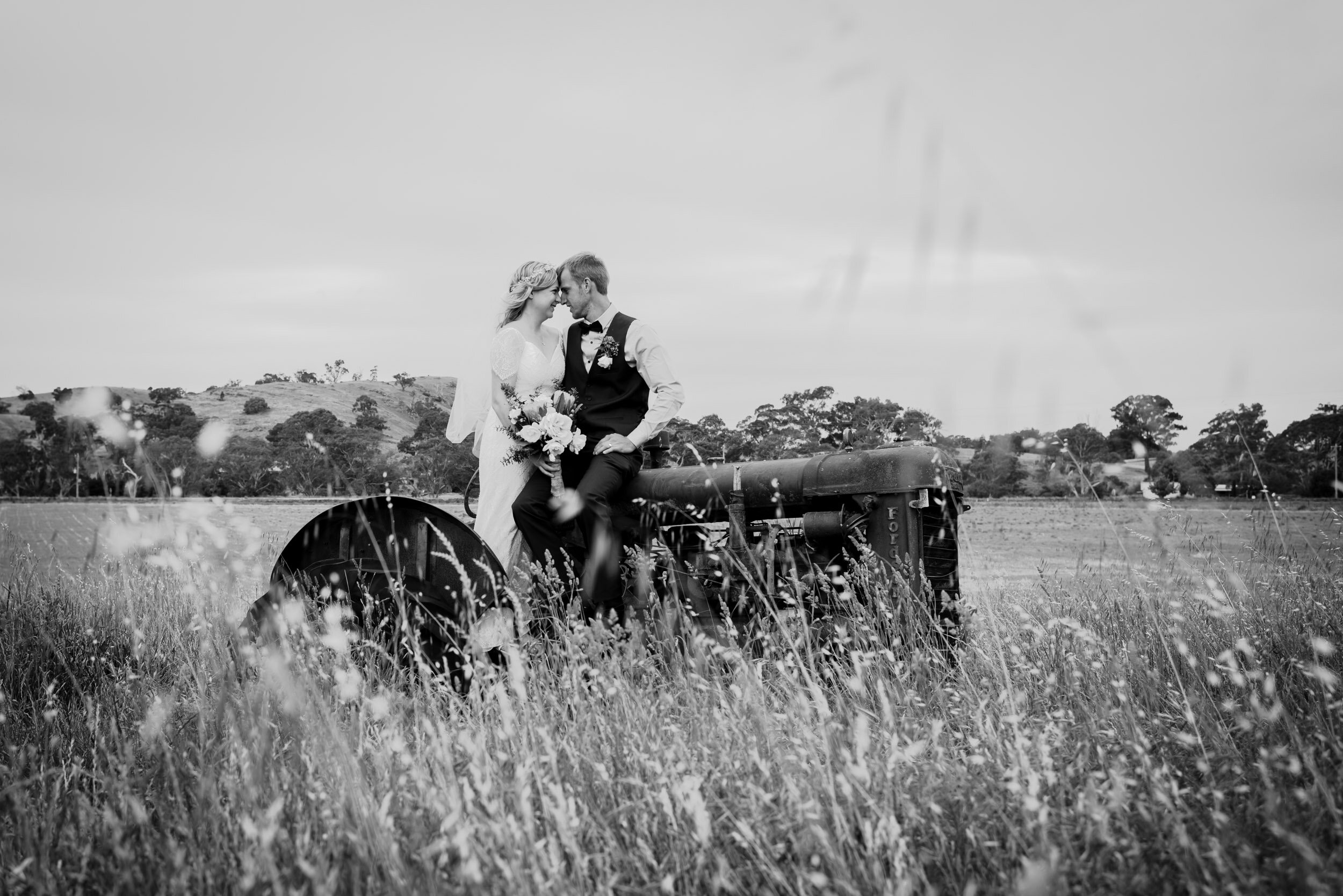 Paddock Stars | Clydesdale | Newstead Wedding Photographer